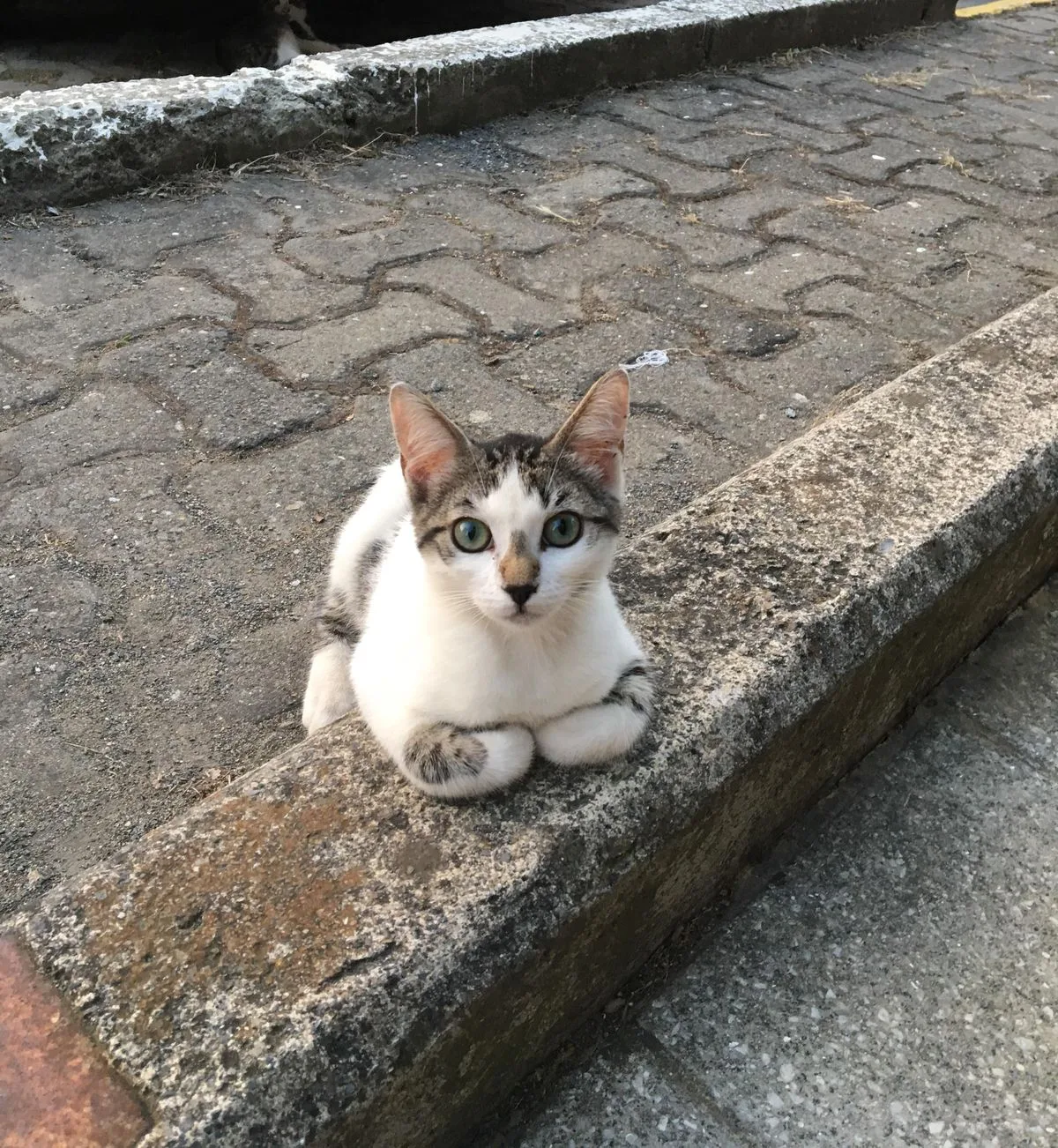 Sokaktaki kediyi sahiplendirmek istiyorum nasıl sahiplendirebilirim?